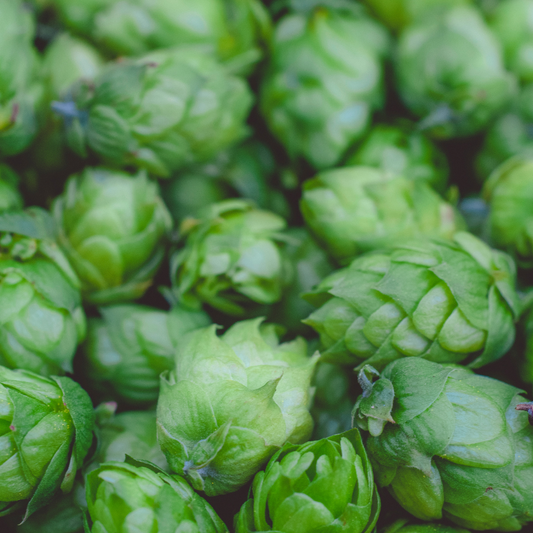 HOPS: GOOD FOR BEER & YOUR SKIN