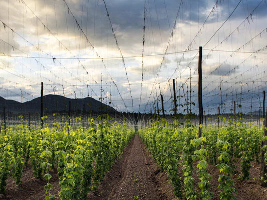 WHY YOU SHOULD USE AN ANTIOXIDANT FACIAL MOISTURIZER WITH HOPS?
